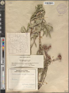 Cirsium arvense (L.) Scop. var. mite Wimm. et Grab.