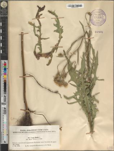 Crepis biennis L. var. lacera Wimm. et Grab.