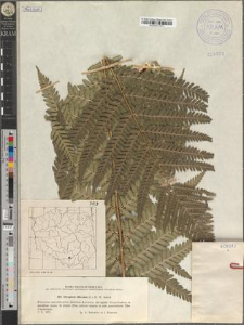 Dryopteris filix-mas (L.) H. W. Schott