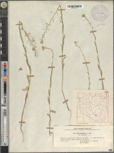 Neslia paniculata (L.) Desv. subsp. paniculata