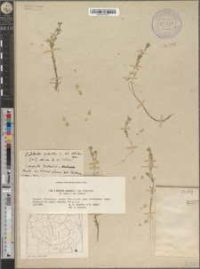 Callitriche palustris L. em. Schotsman