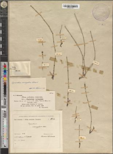 Equisetum variegatum Schleich.