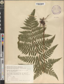 Dryopteris carthusiana (Vill.) H. P. Fuchs