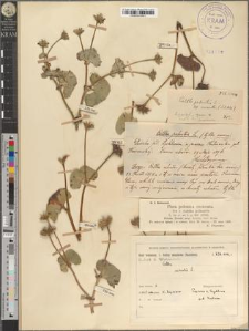 Caltha palustris L. subsp. cornuta Sch. N. K.