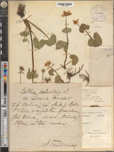 Caltha palustris L. var. minor Mill.
