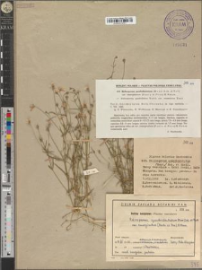 Heliosperma quadridentatum (Murr.) Sch. et Tell. var. emarginatum (Pantu et Proc.) H. Neum.