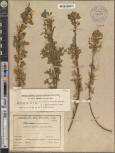 Cytisus ruthenicus Fisch. (sec. Woł.)