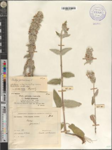 Stachys germanica L.