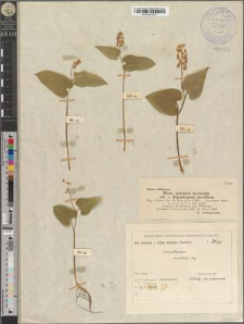 Majanthemum convallaria Wigg.