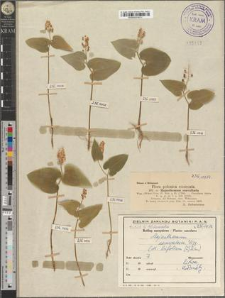 Majanthemum convallaria Wigg.