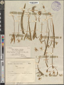 Gagea fascicularis Salisb.