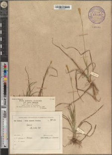 Carex Michelii Host