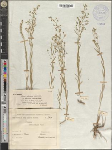 Thesium intermedium Schrad.