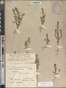 Euphrasia Rostkoviana Hayne