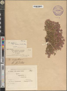 Thymus serpyllum L. var. rigidus (W. et Gr.) Ronn.