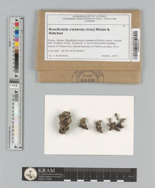 Roselliniella cladoniae (Anzi) Matzer & Hafellner