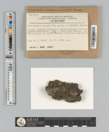 Vouauxiella lichenicola (Linds.) Petr. & Syd. 