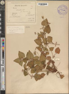 Viola silvestris (Lam. p.p.) Reichb. fo. luxurians Zapał.