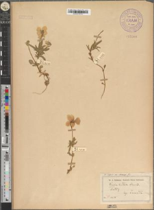 Viola sudetica Willd. var. stenosepala Zapał.