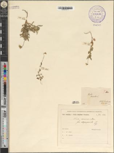 Viola arvensis Murr. fo. depauperata Zapał.