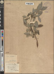 Salix aurita L. var. mirabilis Zapał.