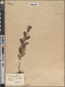Salix aurita L. var. sarmatica Zapał. fo. glabrata Zapał.