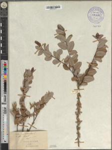 Salix myrtilloides L. fo. maior Zapał.
