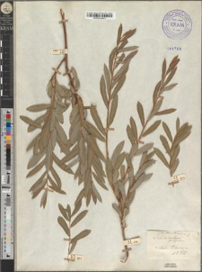 Salix purpurea L. var. dniestrensis Zapał.