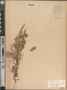 Salix triandra L. var. sandomiriensis Zapał.