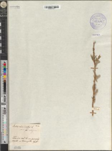 Salix viminalis L. var. subdivisa Zapał.