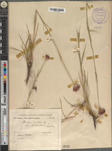 Dianthus capitatus DC. subsp. Andrzejowskianus Zapał.