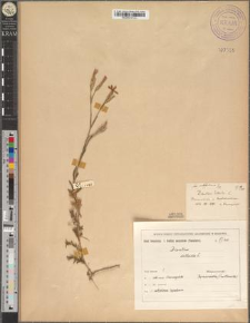 Dianthus deltoides L. fo. subfoliosus Zapał.