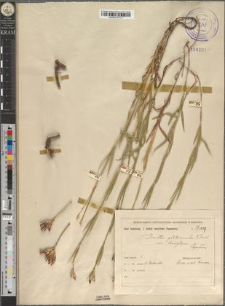 Dianthus glabriusculus (Kitaib.) Borb. var. breviflorus Zapał.
