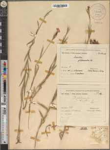 Dianthus glabriusculus (Kitaib.) Borb. var. breviflorus Zapał.