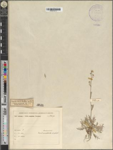 Capsella bursa pastoris (L.) Moench. fo. stenotmeta Zapał.