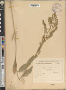Lepidium latifolium L. var. cyclocarpum Zapał.