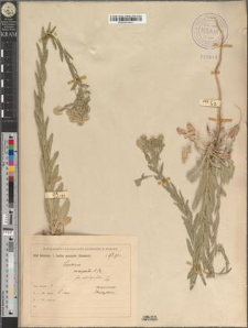 Lepidium campestre (L.) R. Br. fo. subintegrifolium Zapał.