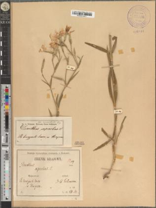 Dianthus superbus L. fo. macrophyllus Zapał.