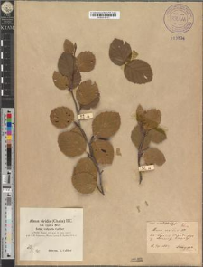 Alnus viridis DC. var. cordifolia Zapał.