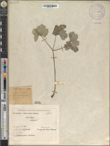 Aquilegia vulgaris L. fo. subglabrifolia Zapał.