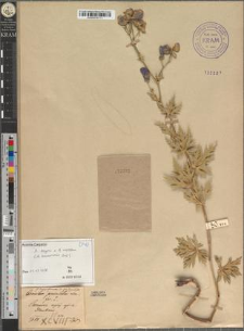 Aconitum paniculatum Lam. fo. tenuifissum Zapał.