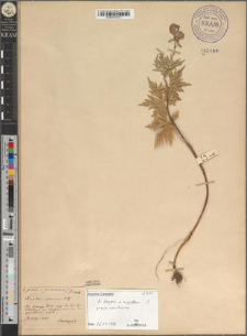Aconitum paniculatum Lam. var. perkalabense Zapał.