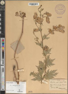 Aconitum paniculatum Lam. var. prutense Zapał.