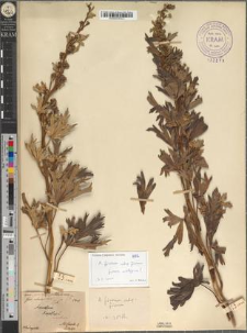 Aconitum napellus L. var. subtatrense Zapał. fo. abnorme Zapał.