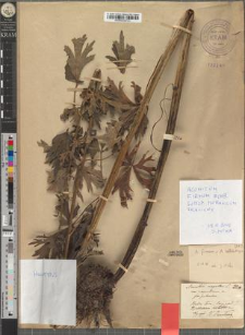 Aconitum napellus L. var. carpaticum Zapał. fo. puberulum Zapał.