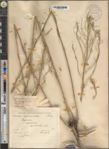 Erysimum pannonicum Crantz. subsp. exaltatum (Andrz.) fo. pluricaule Zapał.
