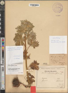 Aconitum napellus L. var. czarnohorense Zapał. fo. hoverlanum Zapał.