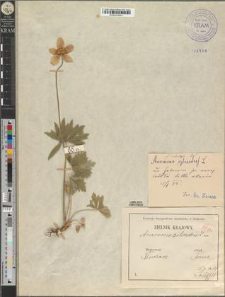 Anemone silvestris L. fo. subintegra Zapał.