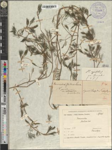 Ranunculus paucistamineus Tausch. var. stenopetalus Zapał.