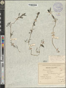 Ranunculus paucistamineus Tausch. var. stenopetalus Zapał.